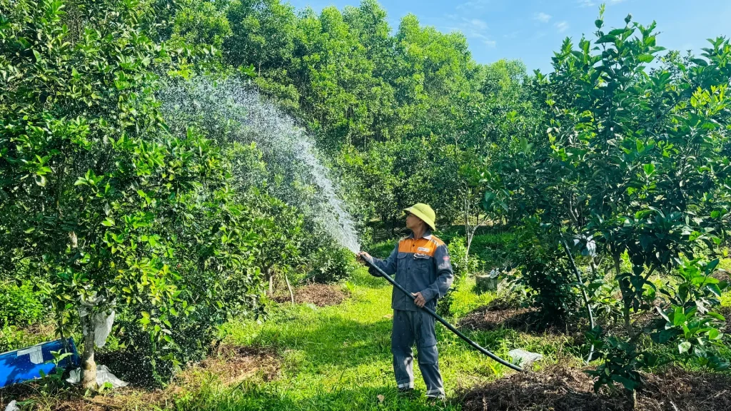 Biện pháp bảo vệ cây trồng trong đợt nắng nóng kéo dài 2 Bien phap bao ve cay trong trong dot nang nong keo dai 2