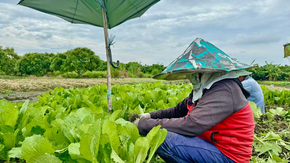Bien phap che nang cho rau mau trong mua kho 1