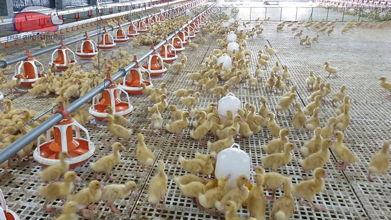 Cách dự trữ thức ăn cho vật nuôi trước bão 2 Cach du tru thuc an cho vat nuoi truoc bao 4