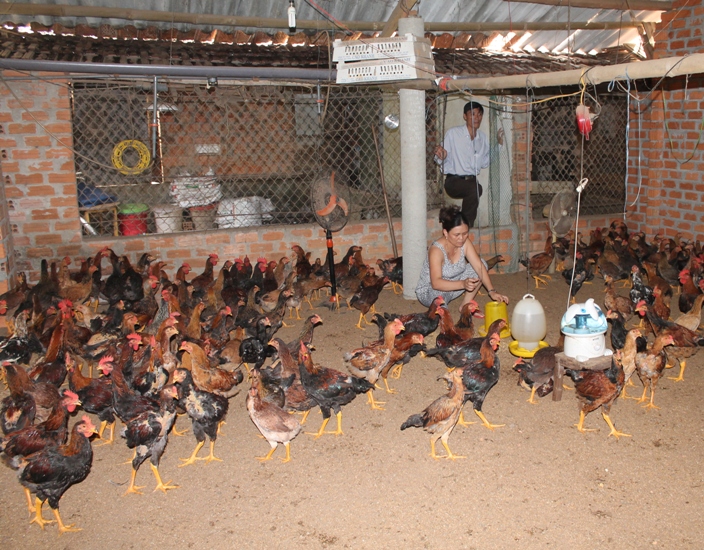 Cách dự trữ thức ăn cho vật nuôi trước bão 4 Cach du tru thuc an cho vat nuoi truoc bao 5