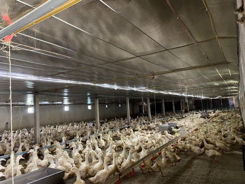 Cách dự trữ thức ăn cho vật nuôi trước bão 6 Cach du tru thuc an cho vat nuoi truoc bao 6