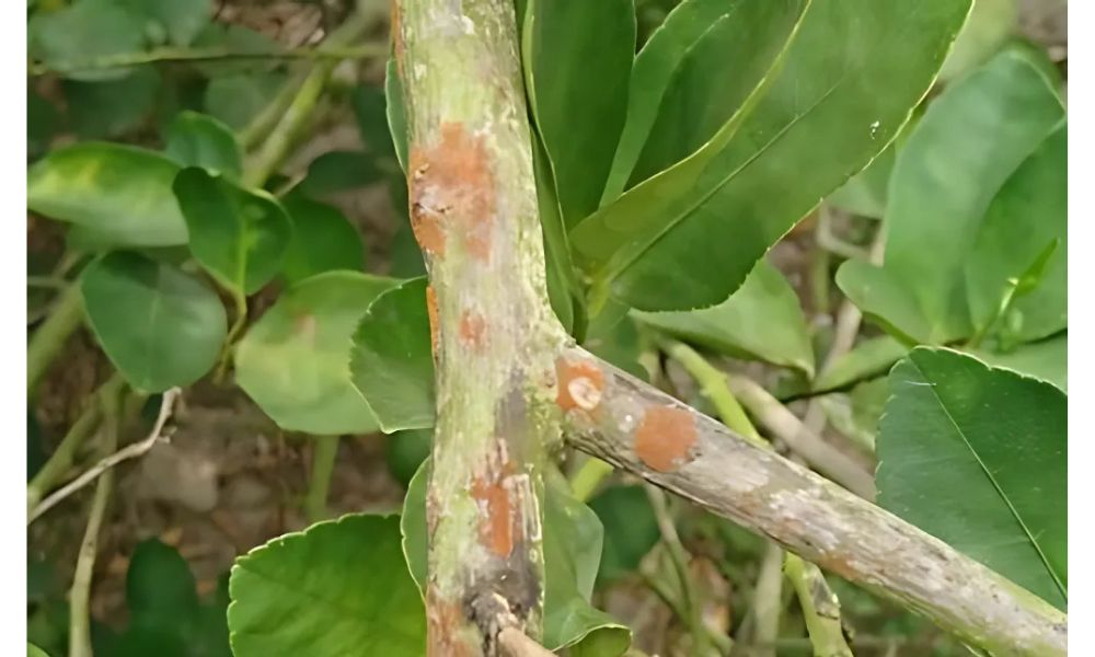 Do am cao lam tang nguy co nam benh tren cay ra sao 1
