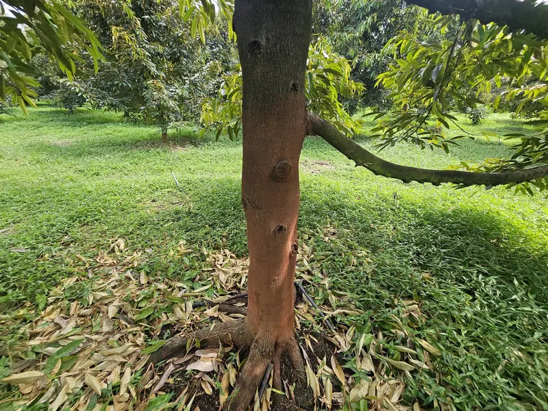 Do am cao lam tang nguy co nam benh tren cay ra sao