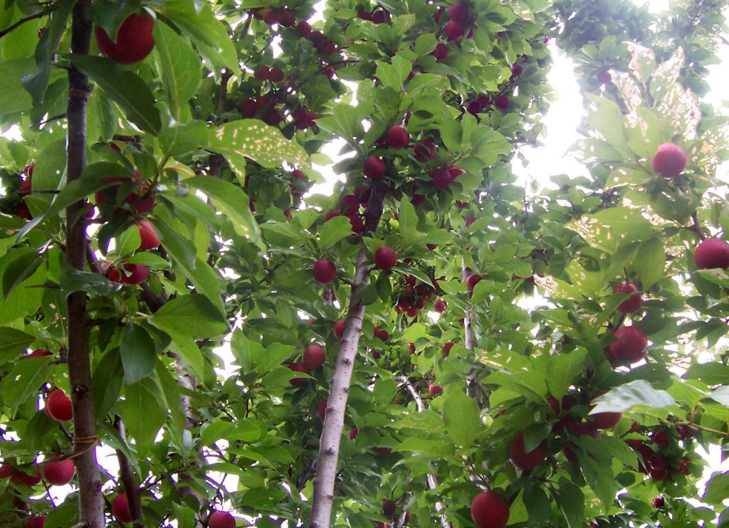 Gió mạnh gây hại thế nào đối với cây ăn trái? 3 Plum tree with fruit