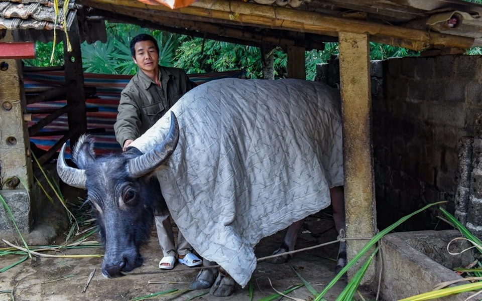 Cách giữ ấm vật nuôi trong những ngày rét đậm 4 Cach giu am vat nuoi trong nhung ngay ret dam 1