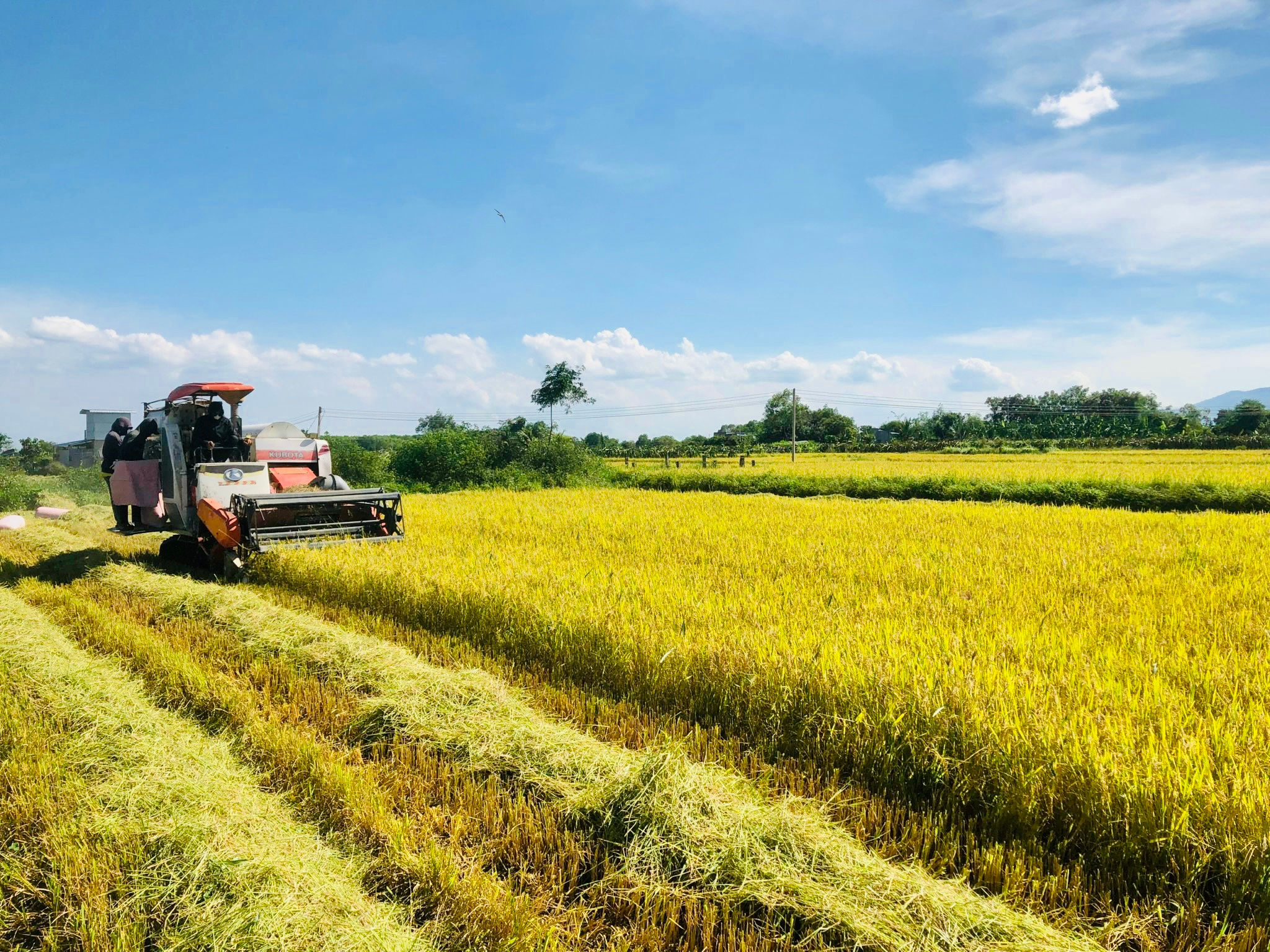 Điều kiện thời tiết phù hợp để thu hoạch nông sản 4 Dieu kien thoi tiet phu hop de thu hoach nong san 3