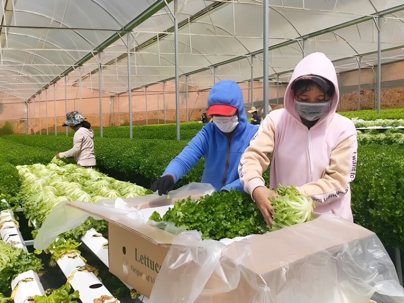 Điều kiện thời tiết phù hợp để thu hoạch nông sản 1 Dieu kien thoi tiet phu hop de thu hoach nong san