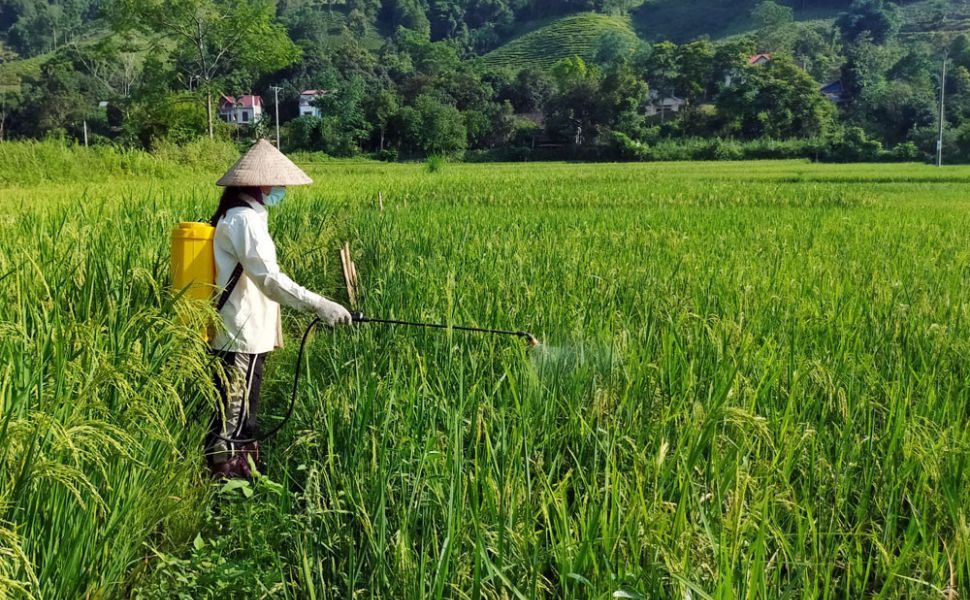 Phun thuốc bảo vệ thực vật theo thời tiết cần lưu ý gì? 3 Phun thuoc bao ve thuc vat theo thoi tiet can luu y gi 3