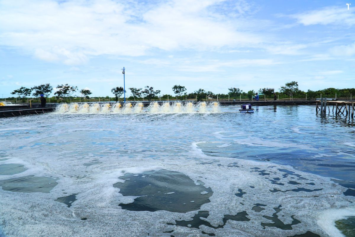 Thời điểm nào nên tăng cường quạt nước trong ao? 3 Thoi diem nao nen tang cuong quat nuoc trong ao 4