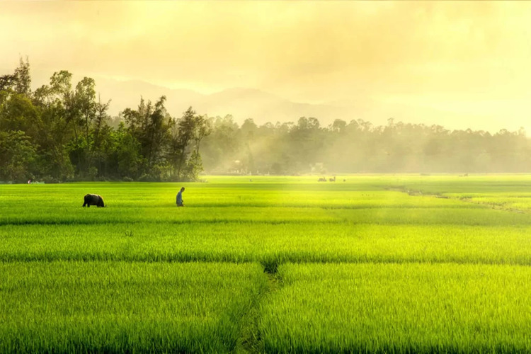 Cách thoát nước cho ruộng và vườn cây trong mùa mưa 5 Cach thoat nuoc cho ruong va vuon cay trong mua mua 1