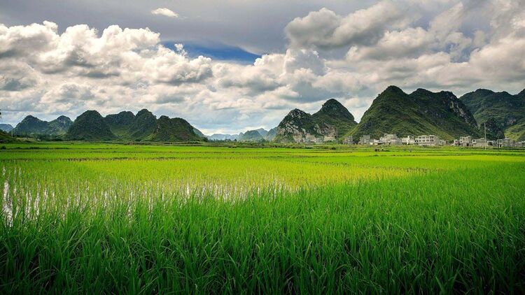 Cách thoát nước cho ruộng và vườn cây trong mùa mưa 4 Cach thoat nuoc cho ruong va vuon cay trong mua mua 4