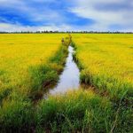 Cach thoat nuoc cho ruong va vuon cay trong mua mua 5